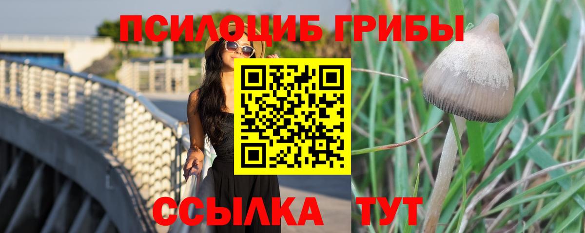 Галлюциногенные грибы Psilocybe Абакан